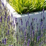 Vaso da fiori CARREZ - quadrato - fibra di vetro - immagine 3