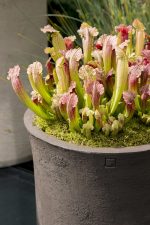 Vaso da fiori Atelier Vierkant CLO - immagine 2